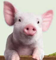 BUTT HURT: The Tin Lizzy’s Blah Blah Taco Something Contest, and My Case for the Radiant Pig