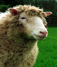 smug ass sheep
